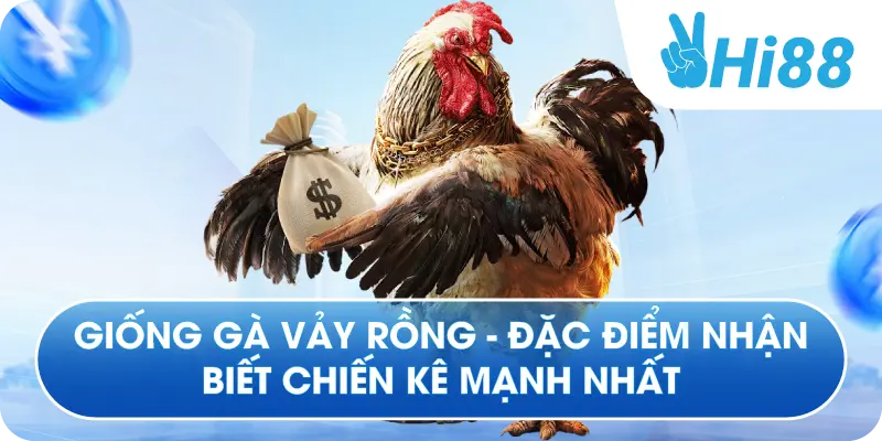 Giống Gà Vảy Rồng - Đặc Điểm Nhận Biết Chiến Kê Mạnh Nhất